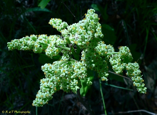{Toxicodendron pubescens}